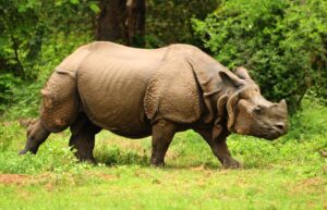 great indian one horned rhinoceros at kaziranga national park in assam india