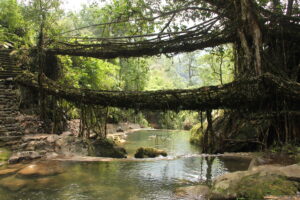 living root bridges, nongriat village, meghalaya2